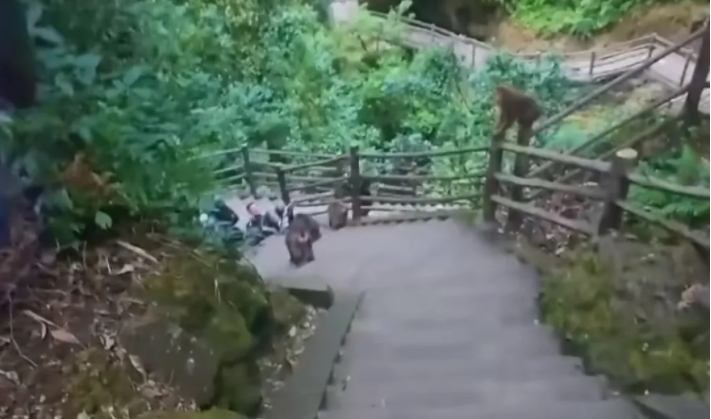 野猴2